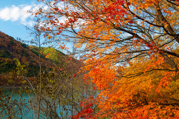 Japanese Maple Leaves at Lake Miwa, Hase, Ina City, Nagano, Japan