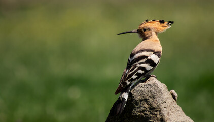 Eurasian hoopoe (Upupa epops) resting on a branch in a meadow