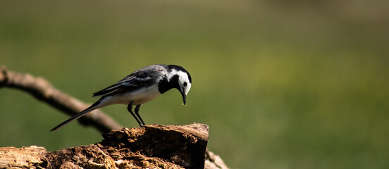White wagtail (Motacilla alba) on a branch in a meadow