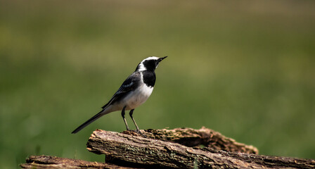 White wagtail (Motacilla alba) on a branch in a meadow