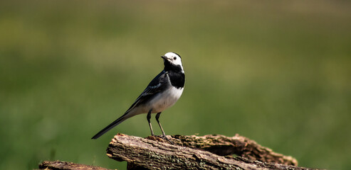 White wagtail (Motacilla alba) on a branch in a meadow