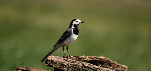 White wagtail (Motacilla alba) on a branch in a meadow