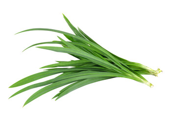 Fresh Pandan leaves isolated on transparent png