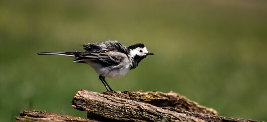 White wagtail (Motacilla alba) on a branch in a meadow