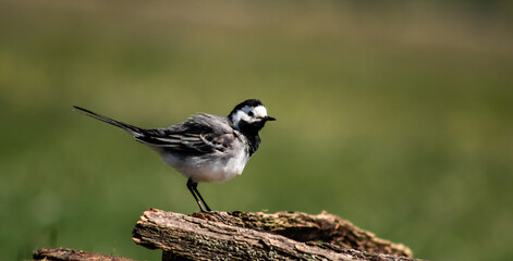White wagtail (Motacilla alba) on a branch in a meadow