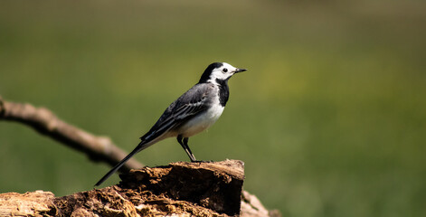 Obraz premium White wagtail (Motacilla alba) on a branch in a meadow