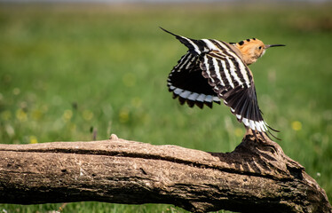 Eurasian hoopoe (Upupa epops) flying off a branch in a meadow