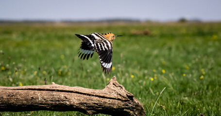 Eurasian hoopoe (Upupa epops) flying off a branch in a meadow © firesalamander