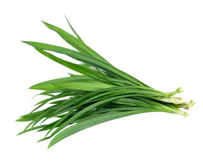 Fototapeta premium Fresh Pandan leaves isolated on transparent png
