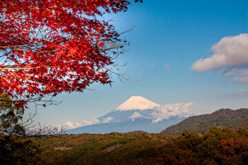 修善寺自然公園　紅葉