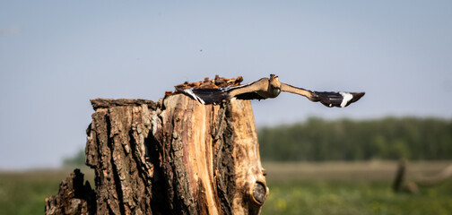 Eurasian hoopoe (Upupa epops) flying off a tree stump in a meadow, front view