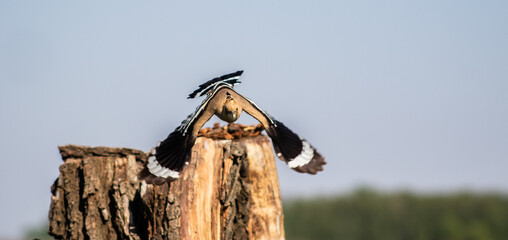 Eurasian hoopoe (Upupa epops) flying off a tree stump in a meadow, front view