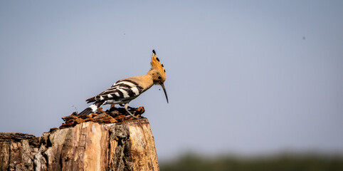 Eurasian hoopoe (Upupa epops) on a tree stump in a meadow © firesalamander
