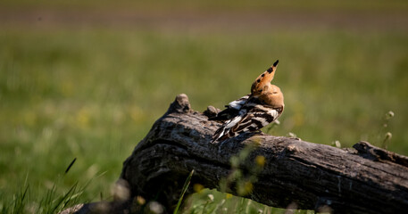 Eurasian hoopoe (Upupa epops) preening on a branch in a meadow