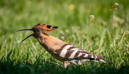 Eurasian hoopoe (Upupa epops) calling on the ground in a meadow