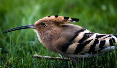 Eurasian hoopoe (Upupa epops) hiding on the ground in a meadow © firesalamander