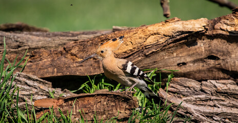 Eurasian hoopoe (Upupa epops) looking for food near a log in a meadow