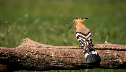 Eurasian hoopoe (Upupa epops) calling on a branch in a meadow © firesalamander