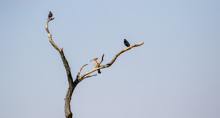 Eurasian hoopoe (Upupa epops) and common starling (Sturnus vulgaris) on a dried out tree