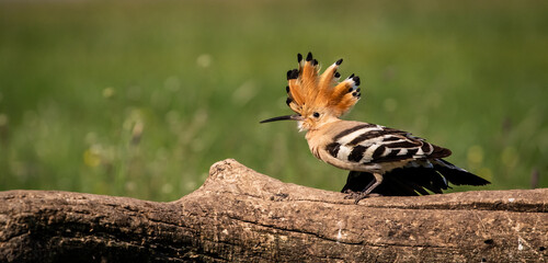 Eurasian hoopoe (Upupa epops) stretching on a branch in a meadow © firesalamander