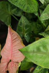 red and green leaves