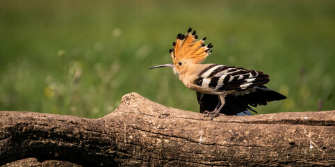Eurasian hoopoe (Upupa epops) stretching on a branch in a meadow © firesalamander