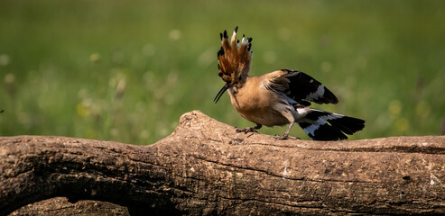 Eurasian hoopoe (Upupa epops) stretching on a branch in a meadow
