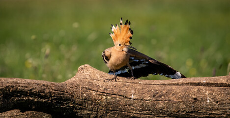 Eurasian hoopoe (Upupa epops) stretching on a branch in a meadow © firesalamander
