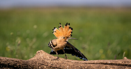 Eurasian hoopoe (Upupa epops) stretching on a branch in a meadow