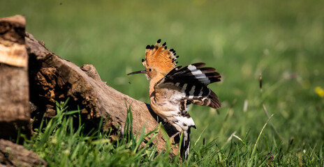 Eurasian hoopoe (Upupa epops) looking for food near a log in a meadow