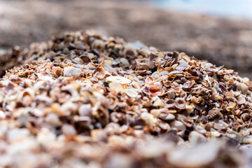 Beach full of shells on the ocean side