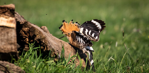 Eurasian hoopoe (Upupa epops) looking for food near a log in a meadow © firesalamander