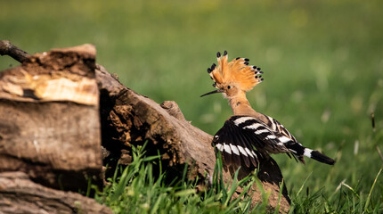 Eurasian hoopoe (Upupa epops) looking for food near a log in a meadow © firesalamander