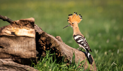 Eurasian hoopoe (Upupa epops) looking for food near a log in a meadow © firesalamander
