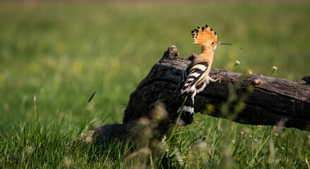 Eurasian hoopoe (Upupa epops) looking for food near a log in a meadow