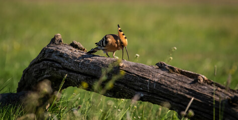 Eurasian hoopoe (Upupa epops) looking for food near a log in a meadow © firesalamander