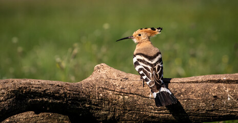 Fototapeta premium Eurasian hoopoe (Upupa epops) resting on a branch in a meadow