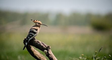 Eurasian hoopoe (Upupa epops) resting on a branch in a meadow © firesalamander