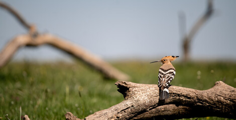 Eurasian hoopoe (Upupa epops) resting on a branch in a meadow © firesalamander