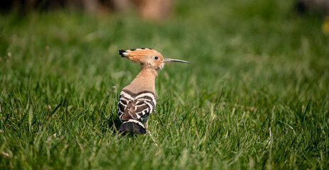 Eurasian hoopoe (Upupa epops) looking for food on the ground in a meadow © firesalamander