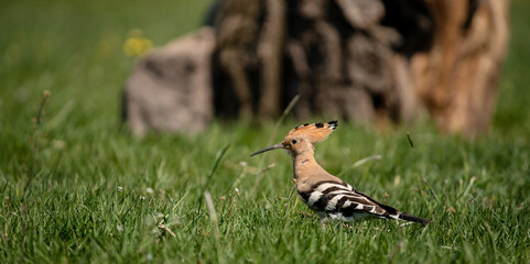 Eurasian hoopoe (Upupa epops) looking for food on the ground in a meadow