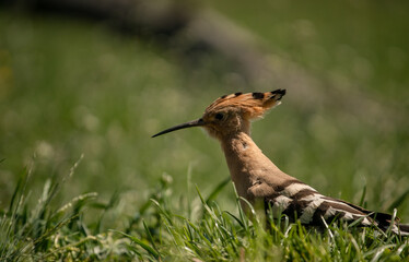 Eurasian hoopoe (Upupa epops) looking for food on the ground in a meadow