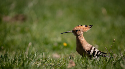 Eurasian hoopoe (Upupa epops) looking for food on the ground in a meadow © firesalamander
