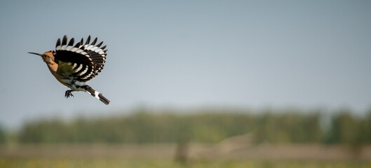 Eurasian hoopoe (Upupa epops) in flight in a meadow © firesalamander