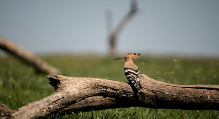 Eurasian hoopoe (Upupa epops) resting on a branch in a meadow © firesalamander