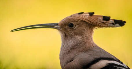 Eurasian hoopoe (Upupa epops) close-up © firesalamander
