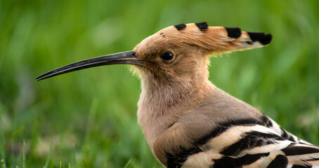 Eurasian hoopoe (Upupa epops) close-up © firesalamander