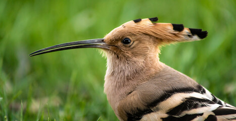 Eurasian hoopoe (Upupa epops) close-up