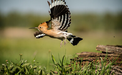 Beautiful Eurasian hoopoe (Upupa epops) flying off a log in a meadow © firesalamander