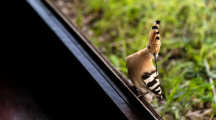 Eurasian hoopoe (Upupa epops) near a glass window © firesalamander